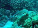 stingray